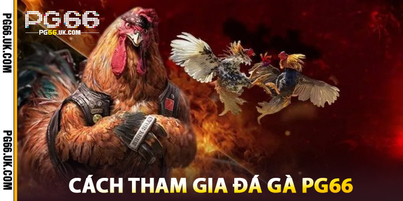 Cách Tham Gia Đá Gà PG66