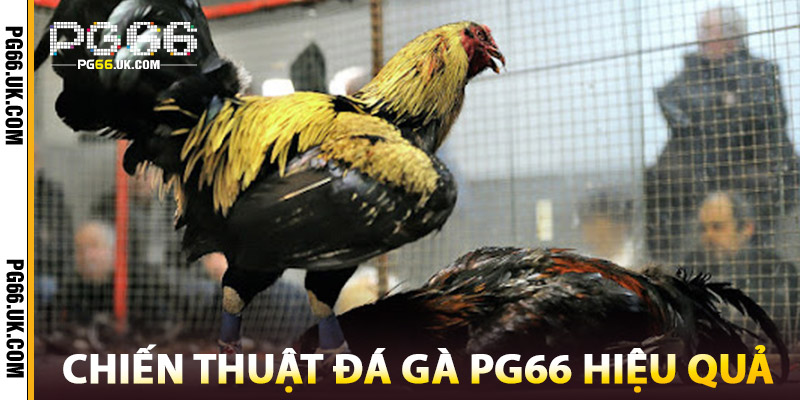 Chiến Thuật Đá Gà PG66 Hiệu Quả