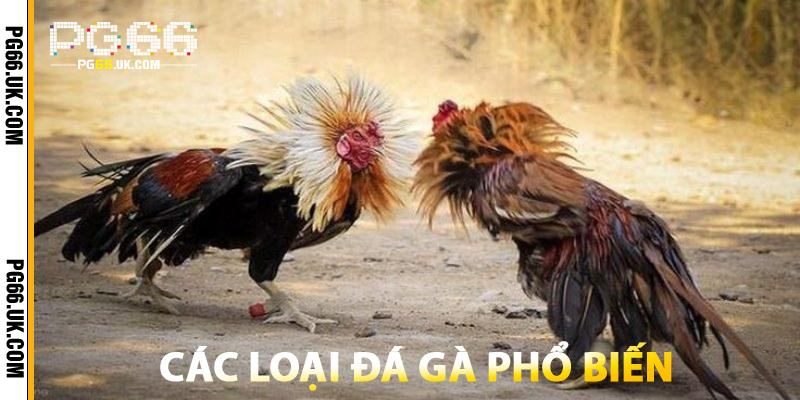 Các Loại Đá Gà Campuchia Phổ Biến