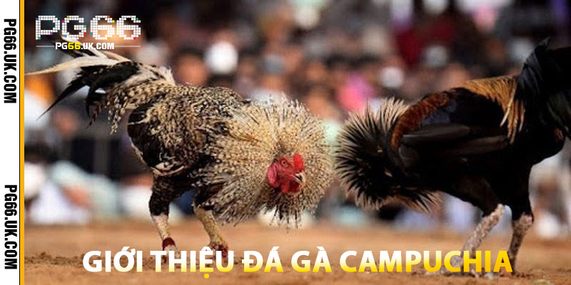 Giới Thiệu Đá Gà Campuchia Tại PG66